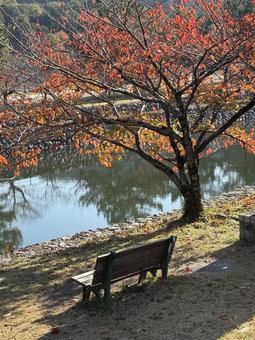 宇治川のベンチ〜紅葉〜 宇治,宇治川,秋の写真素材