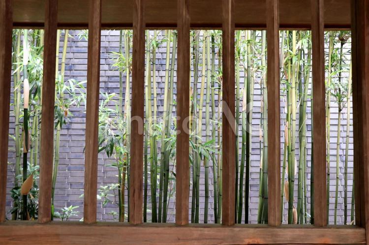 木の窓と笹 笹,竹,木枠の写真素材