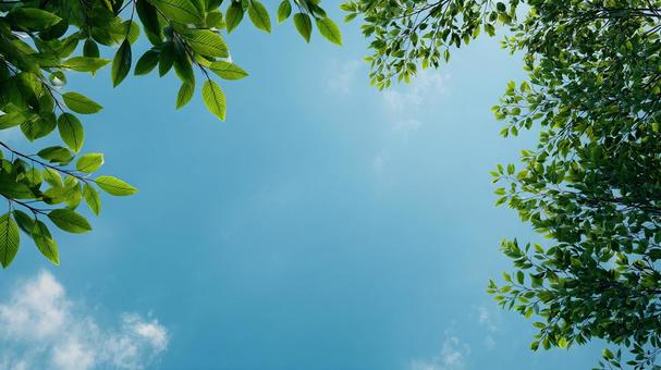 木々に囲まれた夏の空の写真