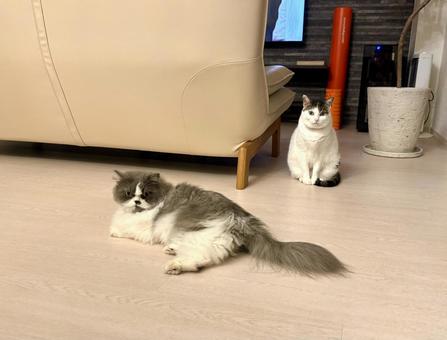 仲良し猫ちゃん 仲良し猫ちゃんの写真