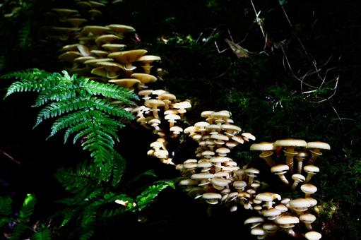 大量に生えるきのこ きのこ,秋,植物の写真素材