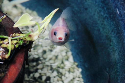 金魚 金魚の写真