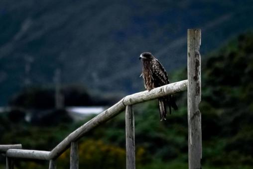 <素材>夕暮れの公園のトンビ <素材>夕暮れの公園のトンビ トンビ,トビ,野鳥の写真素材