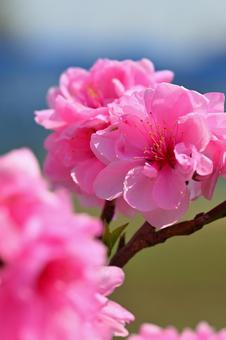 桃の花 桃の花の写真