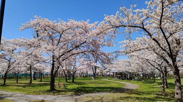 春の公園8 春の公園8 桜,ソメイヨシノ,花の写真素材