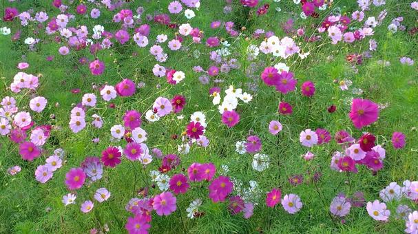 コスモス2の写真