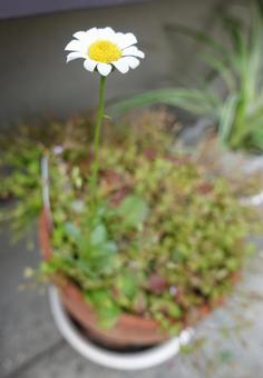 お花 お花の写真