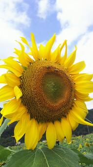 ひまわり ひまわり,花,夏の写真素材