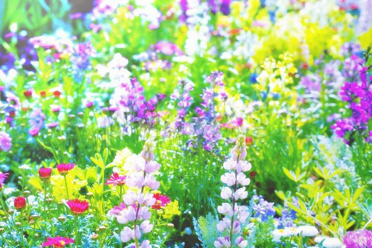 春の日差しに輝く可愛い草花のガーデン２ 春,花,草花の写真素材