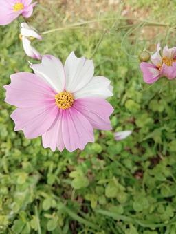 Cosmos, JPG