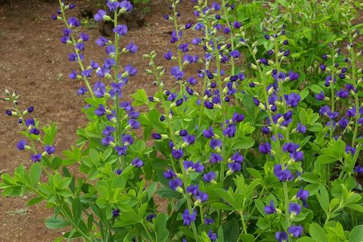 ムラサキセンダイハギ ムラサキセンダイハギ,紫千代萩,バプティシアの写真素材