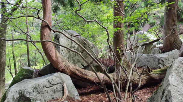 曲った木の幹 木,樹木,曲るの写真素材