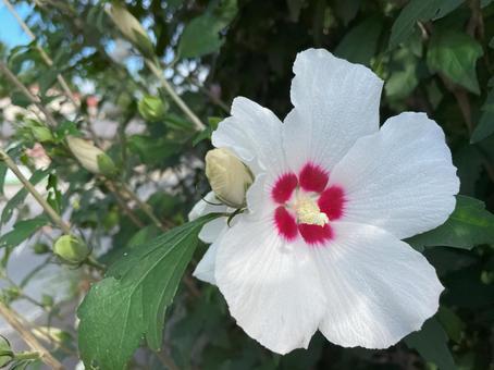 芙容の花 芙容の花の写真