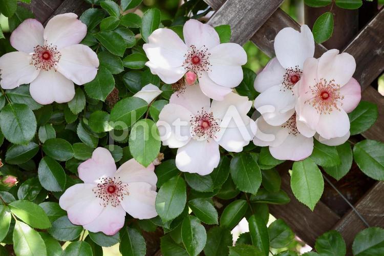 バラ　ピンクサクリーナ バラ,ばら,薔薇の写真素材