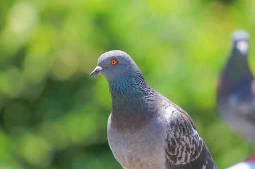 鳩8 鳩8の写真
