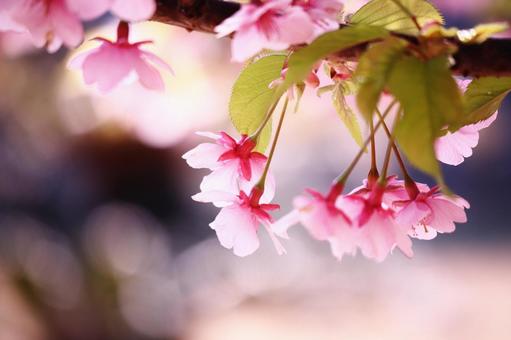 春の訪れと美しい桜の花 春の訪れと美しい桜の花の写真