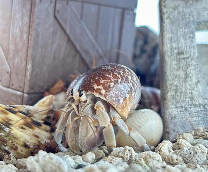 オカヤドカリ横向き オカヤドカリ横向きの写真