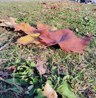落ち葉４ 落ち葉,風景,白の写真素材