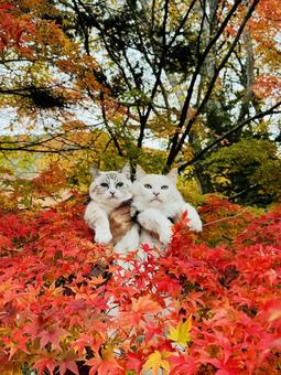 紅葉と猫② 秋,もみじ,自然の写真素材