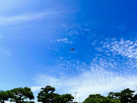 青空とトンビ 青空とトンビ トンビ,松の木,鱗雲の写真素材