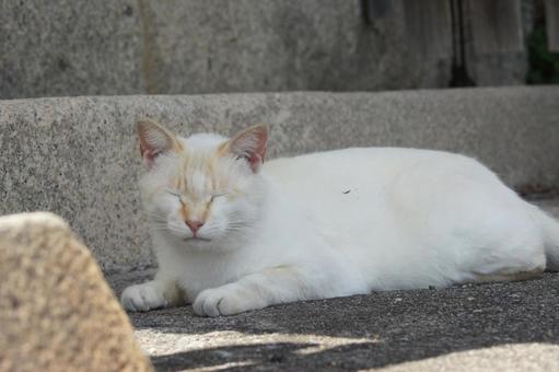 ねこ 箱座り,飼い猫,家猫の写真素材
