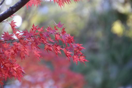 陽光が彩る紅葉の美 紅葉,もみじ,葉の写真素材