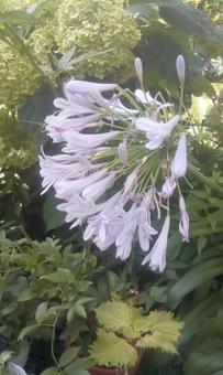 Photo, ফুল, উদ্ভিদ, গাছের পাতা, 