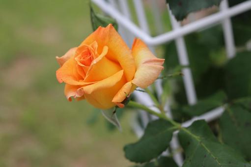 バラ園にてカラフルな薔薇を撮りました バラ園にてカラフルな薔薇を撮りましたの写真