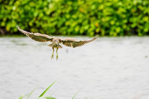 ホシゴイ(27)の写真