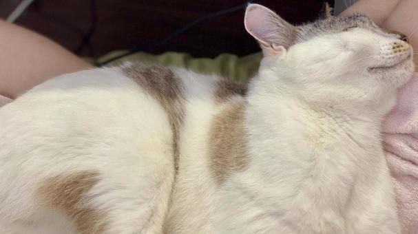 お眠りになられるシャムトラ猫さん 猫,シャムトラ,微睡むの写真素材