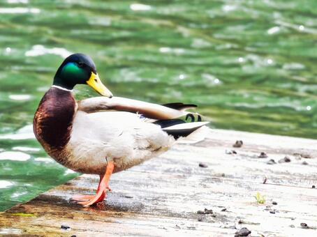 マガモ　オス マガモ,オス,カモの写真素材