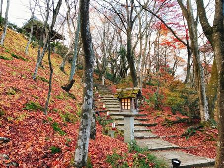 紅葉 紅葉の写真