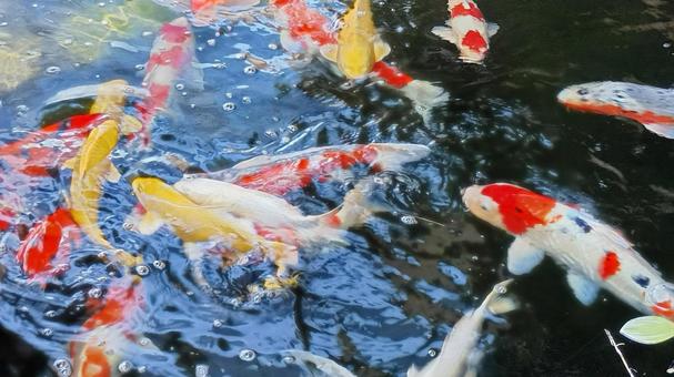 泳ぐ宝石錦鯉 泳ぐ宝石錦鯉の写真