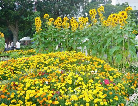 ビタミンカラーの花が満開、山下公園 ビタミンカラーの花が満開、山下公園 向日葵,夏,公園の写真素材