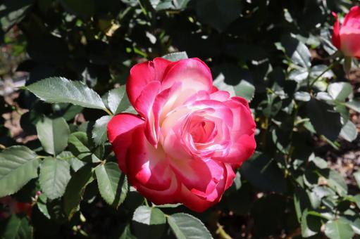 バラ園に咲く綺麗な薔薇を撮りました バラ園に咲く綺麗な薔薇を撮りましたの写真