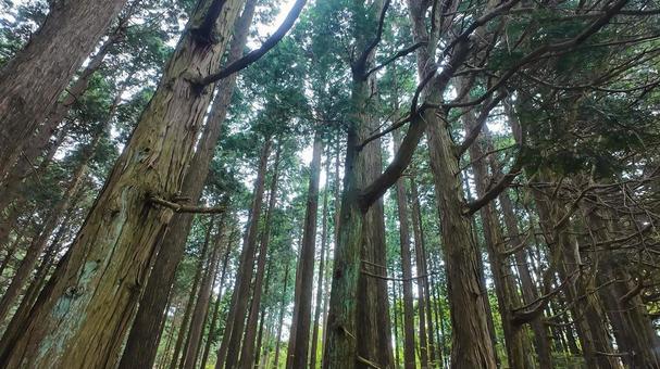 聳える木々 聳える木々の写真