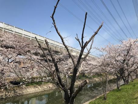 桜並木 桜並木の写真