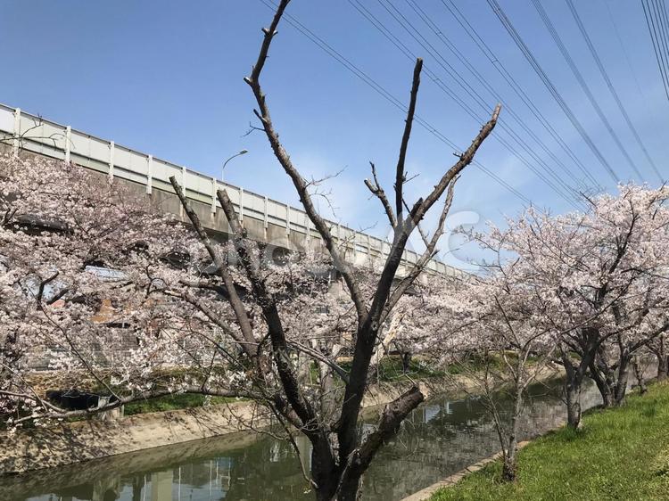 桜並木 桜並木,桜,川の写真素材