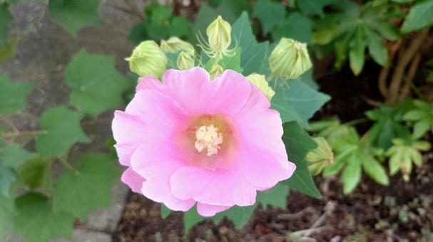 フヨウ フヨウ フヨウ,花,植物の写真素材