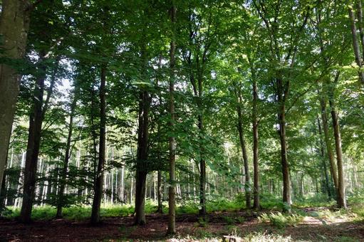 南スウェーデン、スコーネ地方の森2の写真