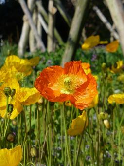 Icelandic poppies blooming in a flowerbed in the park, JPG Icelandic poppies blooming in a flowerbed in the park, JPG