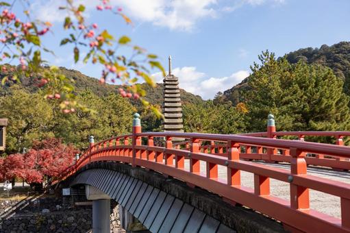 京都宇治の朝霧橋と紅葉と青空 紅葉,もみじ,宇治川の写真素材