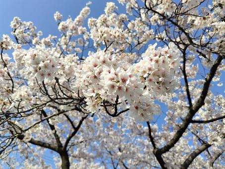 春 春 花,自然,春の写真素材
