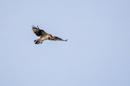 ミサゴ(102)の写真