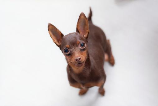 上を見上げる犬 上を見上げる犬 犬,ミニピン,ミニチュアピンシャーの写真素材