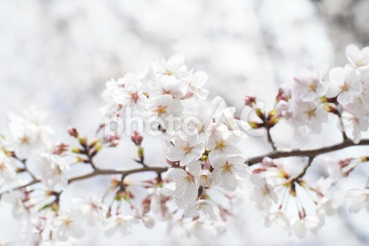ソメイヨシノの桜 さくら,サクラ,ピンクの写真素材