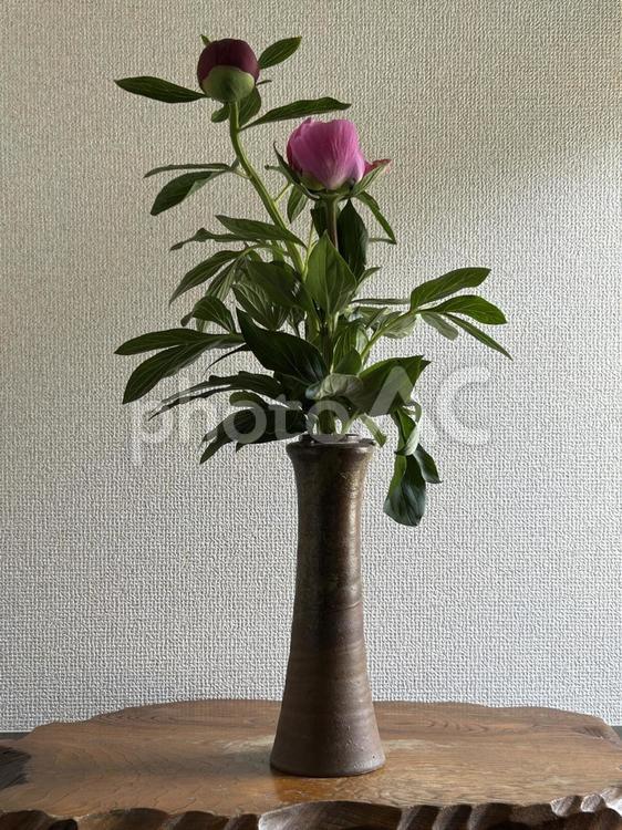蕾2つが出迎えます シャクヤク,芍薬,赤の写真素材