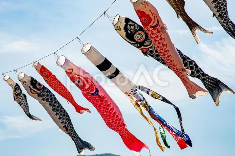 大空にはばたく こいのぼり,鯉のぼり,コイノボリの写真素材