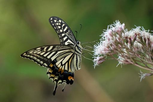 フジバカマの蜜を吸うナミアゲハ フジバカマの蜜を吸うナミアゲハ ナミアゲハ,揚羽,アゲハの写真素材