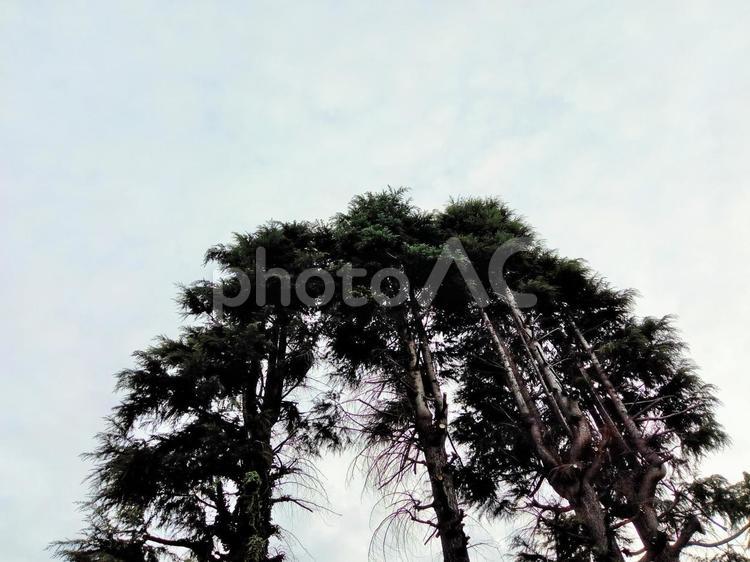 下から見上げた木と空と雲 屋外,さわやか,緑の写真素材